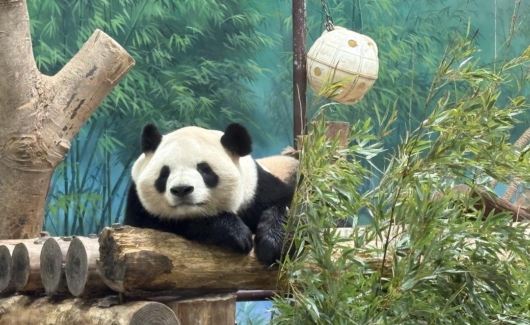 國際熊貓日，杭州動物園頂流賣萌